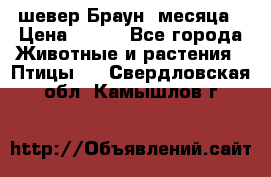 шевер Браун 2месяца › Цена ­ 200 - Все города Животные и растения » Птицы   . Свердловская обл.,Камышлов г.